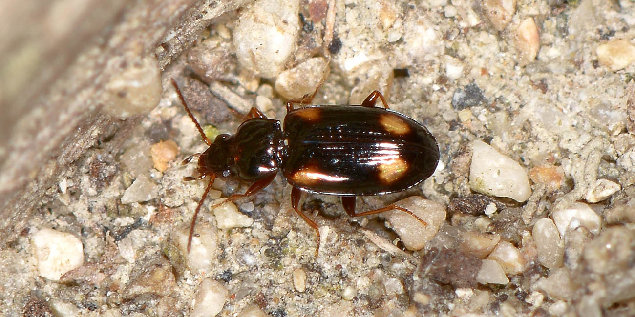 Carabidae: Elaphropus sp.?  No, Tachyura sp.